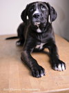 Sheba