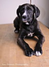 Sheba