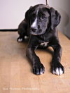 Sheba