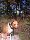 Penny Lane
