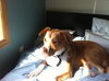 Penny Lane