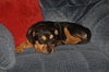 Roxanne