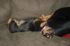 Roxanne