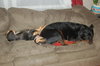 Roxanne