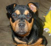 Roxanne