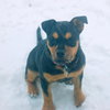 Roxanne