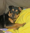 Roxanne