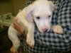 Sheena-Puppy