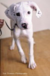 Sheena-Puppy
