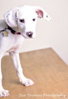 Sheena-Puppy
