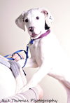 Sheena-Puppy