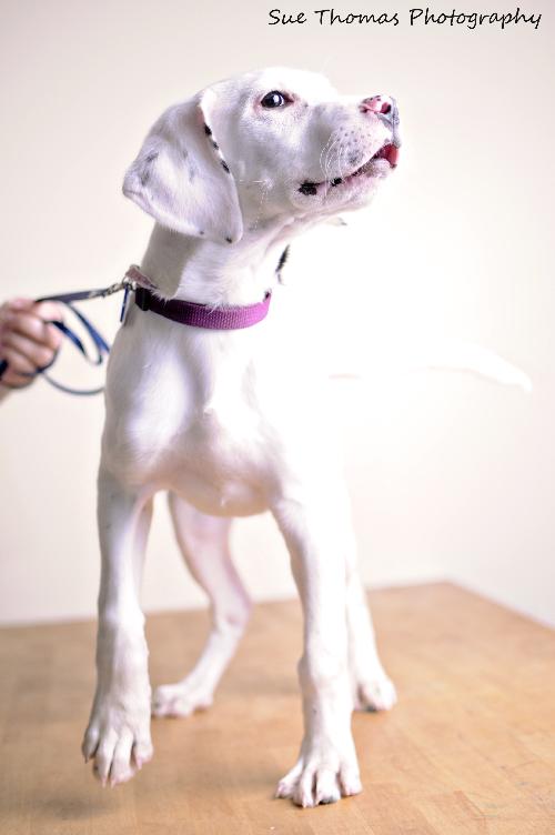 Sheena-Puppy