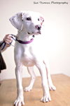 Sheena-Puppy