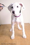 Sheena-Puppy