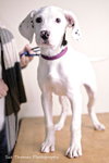 Sheena-Puppy