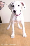 Sheena-Puppy