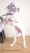 Sheena-Puppy