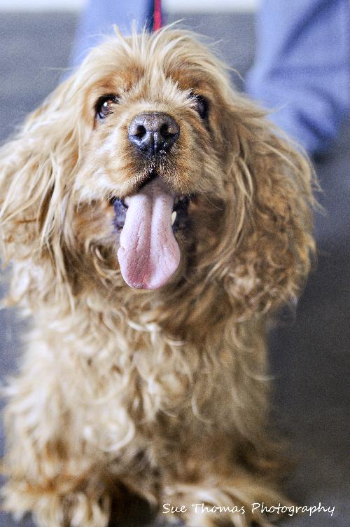 Dolly