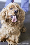 Dolly