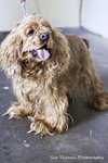 Dolly