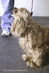 Dolly