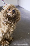 Dolly