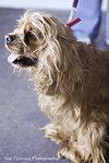 Dolly