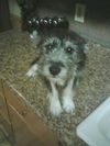Samuel-Puppy!