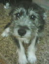 Samuel-Puppy!