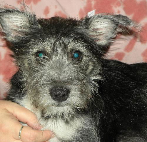 Samuel-Puppy!