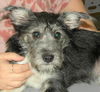Samuel-Puppy!