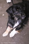 Forrester