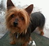 Mickee