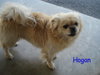 Hogan