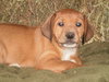 Megan- Puppy
