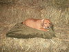 Megan- Puppy