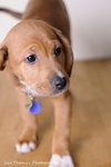 Megan- Puppy