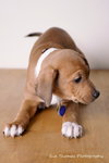 Megan- Puppy