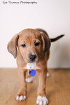 Megan- Puppy
