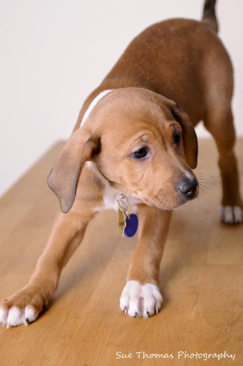 Megan- Puppy