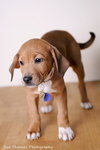 Megan- Puppy