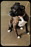 Lilly Belle