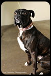 Lilly Belle