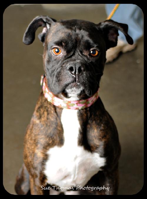 Lilly Belle