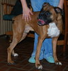 Buster