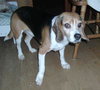 Shilo