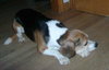 Shilo