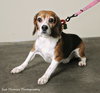 Shilo