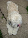 Charlie