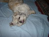 Charlie